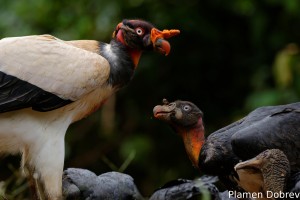 King vulture