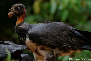 King vulture