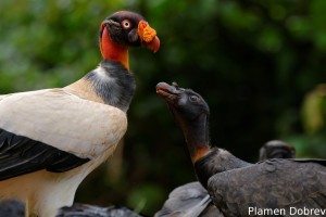 King vulture