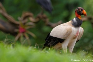 King vulture
