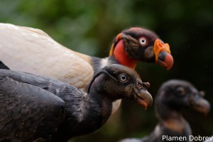 King vulture