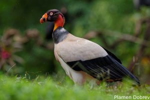 King vulture