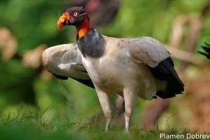 King vulture