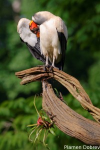King vulture