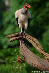 King vulture