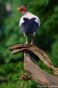 King vulture