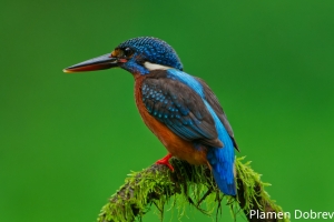 Blue Eared Kingfisher
