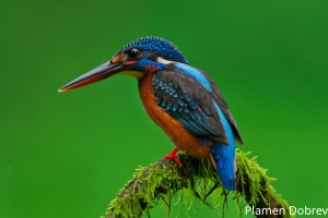 Blue Eared Kingfisher