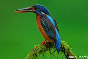 Blue Eared Kingfisher