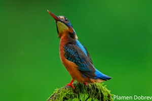 Blue Eared Kingfisher