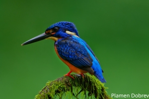 Blue Eared Kingfisher