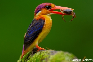 Oriental Dwarf Kingfisher