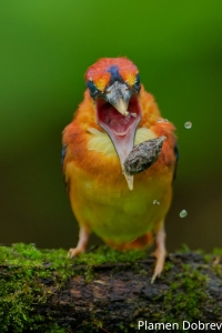 Oriental Dwarf Kingfisher