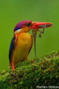 Oriental Dwarf Kingfisher