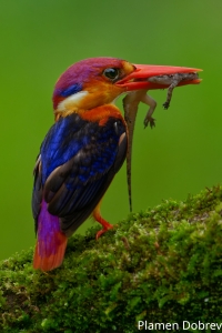 Oriental Dwarf Kingfisher