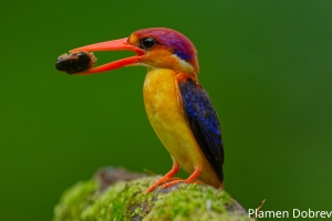 Oriental Dwarf Kingfisher
