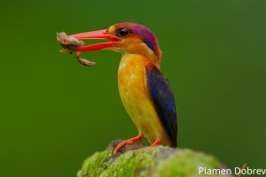 Oriental Dwarf Kingfisher