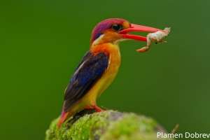Oriental Dwarf Kingfisher