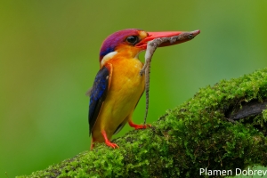 Oriental Dwarf Kingfisher