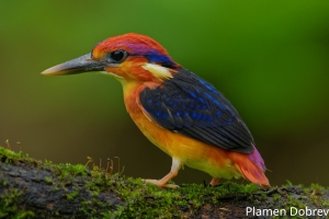 Oriental Dwarf Kingfisher