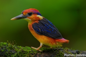 Oriental Dwarf Kingfisher