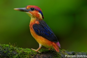 Oriental Dwarf Kingfisher