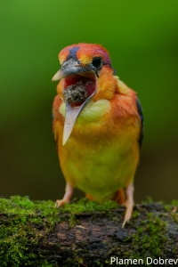 Oriental Dwarf Kingfisher
