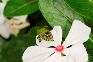 image00006