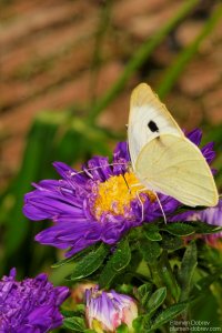 image00011