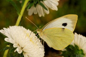 image00012
