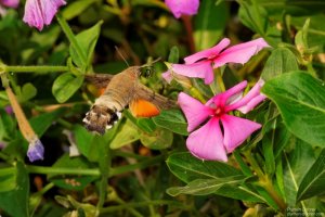 image00014