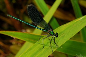 image00015