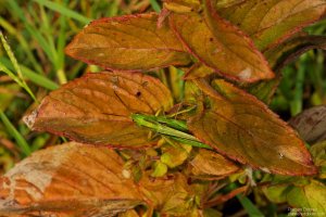 image00018