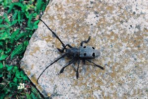 image00021