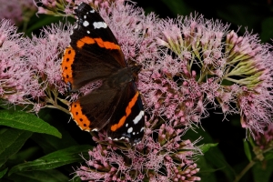 image00032