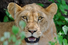 Mammals of Kenya