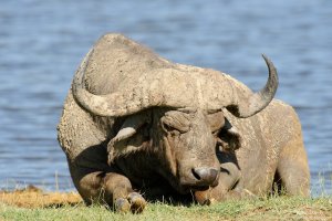 African Buffalo