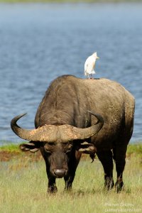 African Buffalo