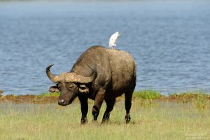African Buffalo