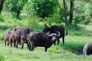 African Buffalo