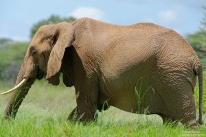 African Elephant
