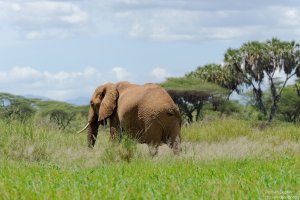 African Elephant