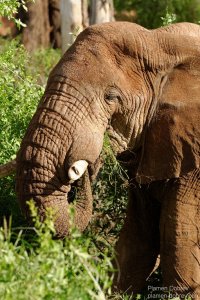 African Elephant