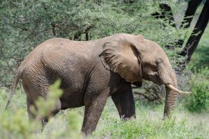 African Elephant