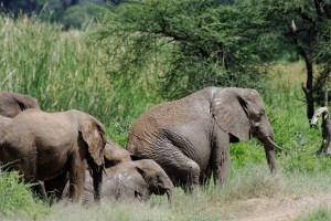 African Elephant