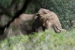 African Elephant