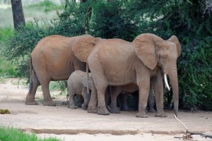 African Elephant