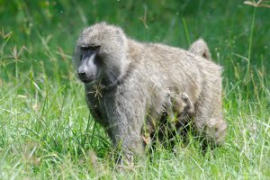 Baboon