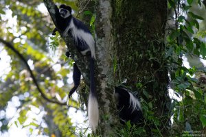 Black and White Colobus Monkey