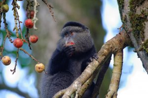 Blue Monkey